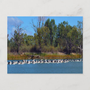 River Murray's Fishermen: een pelikaan bijeenkomst Briefkaart