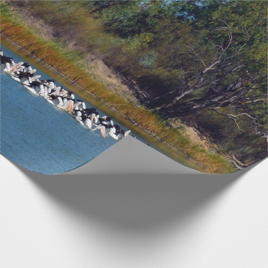 River Murray's Fishermen: een pelikaan bijeenkomst Cadeaupapier (Hoek)