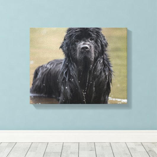 River Newfoundland Canvas Foto (Insitu (Houten vloer))