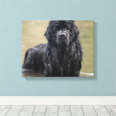 River Newfoundland Canvas Foto Afdruk (Insitu (Houten vloer))