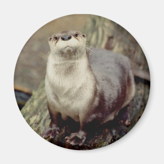 River Otter Magnet (Voorkant)