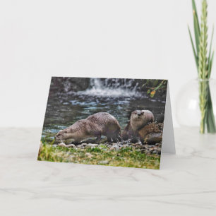 River Otters spelen blanco briefkaart