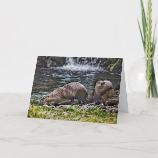 River Otters spelen blanco briefkaart (Voorkant)