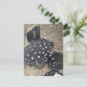 River Stingray # 3 Briefkaart (Staand voorkant)