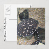 River Stingray # 3 Briefkaart (Voorkant / Achterkant)