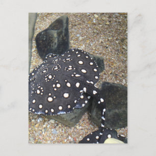 River Stingray # 3 Briefkaart