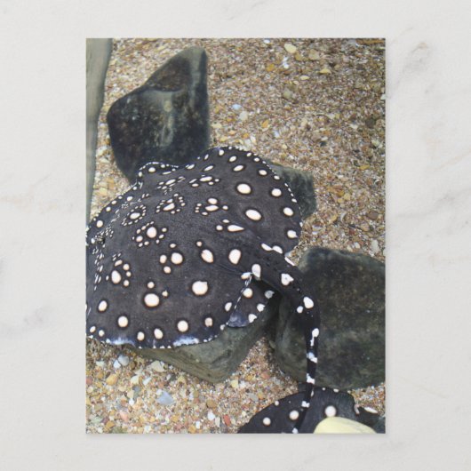 River Stingray # 3 Briefkaart (Voorkant)