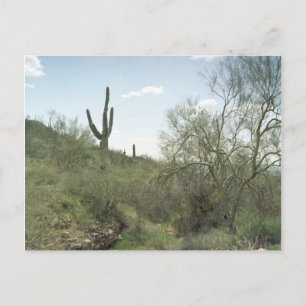 Riverbed Herdenking Arizona Desert Foto Briefkaart