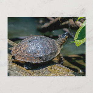 Riverschildpad bij Tortuguero - Costa Rica Briefkaart