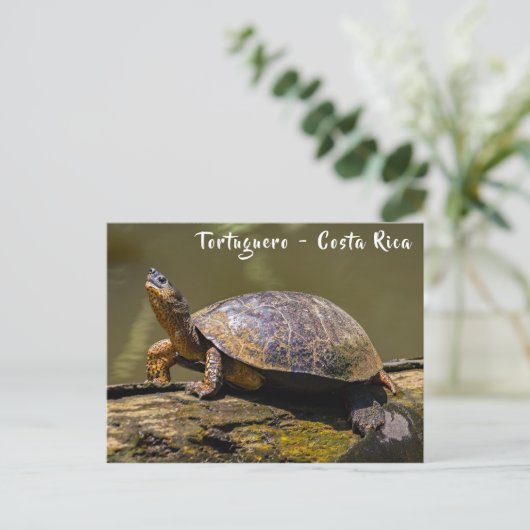 Riverschildpad bij Tortuguero - Costa Rica Briefkaart (Staand voorkant)