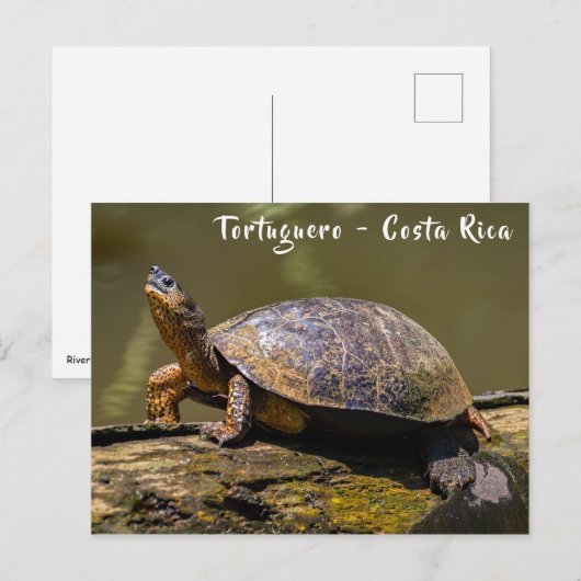 Riverschildpad bij Tortuguero - Costa Rica Briefkaart (Voorkant / Achterkant)