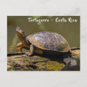 Riverschildpad bij Tortuguero - Costa Rica Briefkaart (Voorkant)