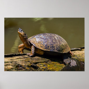Riverschildpad in Tortuguero - Costa Rica Poster