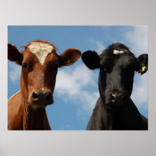 Riverton Cows, Devon, Engeland Poster