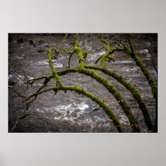 Rivier Bran - Dunkeld Hermitage Poster