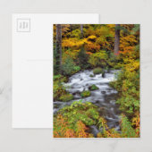 Rivier door bos, herfst, Oregon Briefkaart (Voorkant / Achterkant)