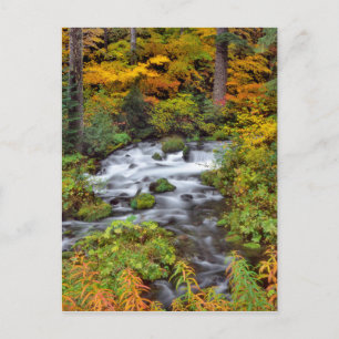 Rivier door bos, herfst, Oregon Briefkaart