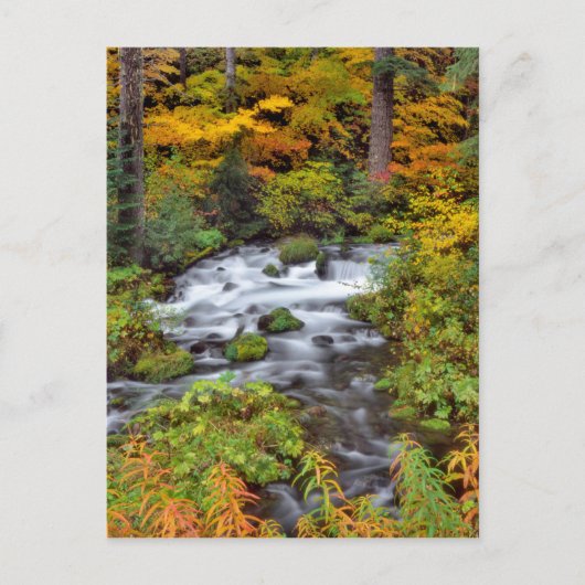 Rivier door bos, herfst, Oregon Briefkaart (Voorkant)
