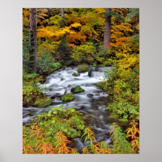 Rivier door bos, herfst, Oregon Poster (Voorkant)