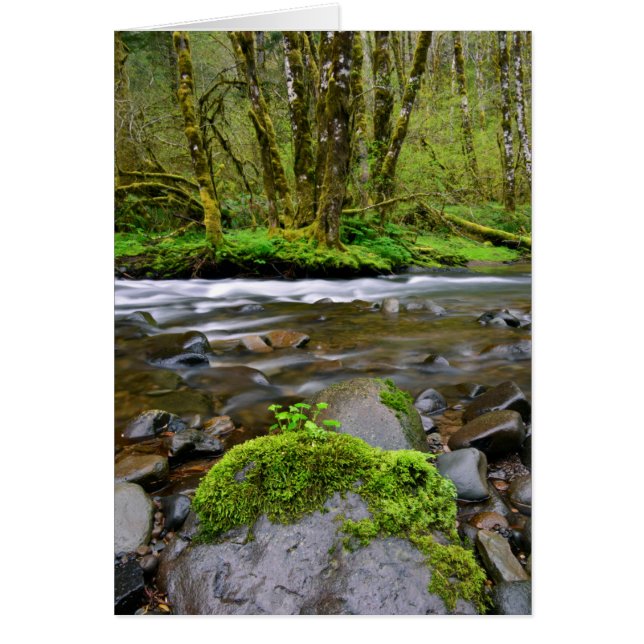 Rivier in groen bos, Oregon (Voorkant)