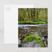 Rivier in groen bos, Oregon Briefkaart (Voorkant / Achterkant)