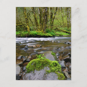 Rivier in groen bos, Oregon Briefkaart