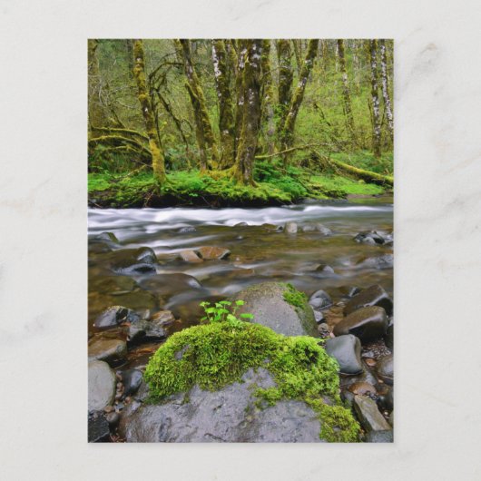 Rivier in groen bos, Oregon Briefkaart (Voorkant)