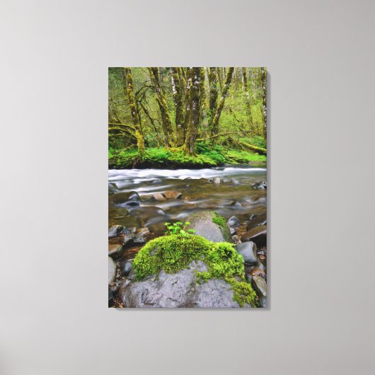 Rivier in groen bos, Oregon Canvas Afdruk (Voorkant)