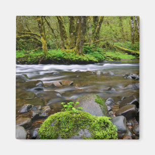 Rivier in groen bos, Oregon Magneet