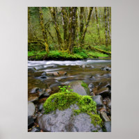 Rivier in groen bos, Oregon
