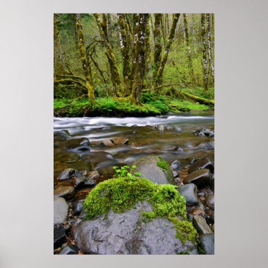 Rivier in groen bos, Oregon Poster (Voorkant)