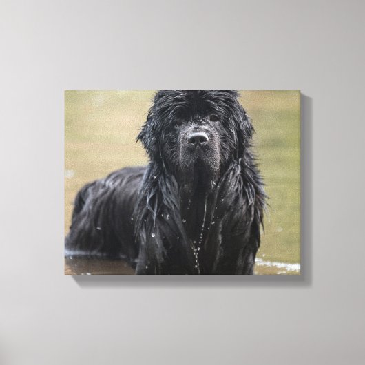 Rivier Newfoundland Canvas Foto Afdruk (Voorkant)