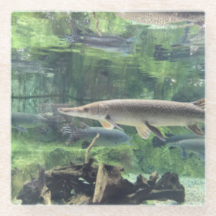 Rivier Snoek Vis Heldere Water Foto Glazen Onderzetter