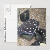 Rivier Stingray # 14 Briefkaart (Voorkant / Achterkant)