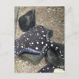 Rivier Stingray # 14 Briefkaart