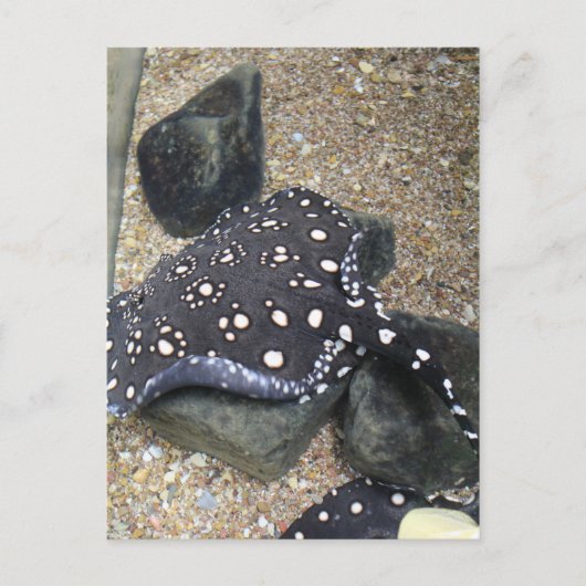 Rivier Stingray # 14 Briefkaart (Voorkant)