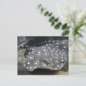 Rivier Stingray # 15 Briefkaart (Staand voorkant)