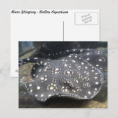 Rivier Stingray # 15 Briefkaart (Voorkant / Achterkant)
