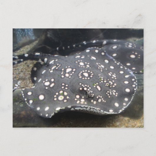 Rivier Stingray # 15 Briefkaart (Voorkant)
