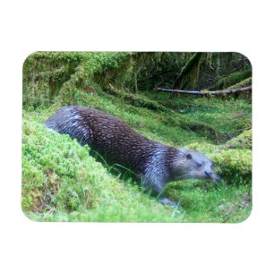 Rivierotter Rustige Oever Dieren Kunst Natuur Magneet