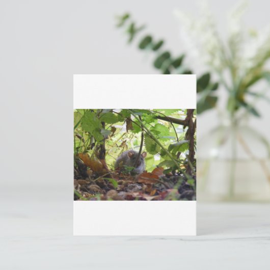 Rivierrat Briefkaart (Staand voorkant)