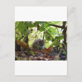 Rivierrat Briefkaart