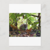 Rivierrat Briefkaart (Voorkant)