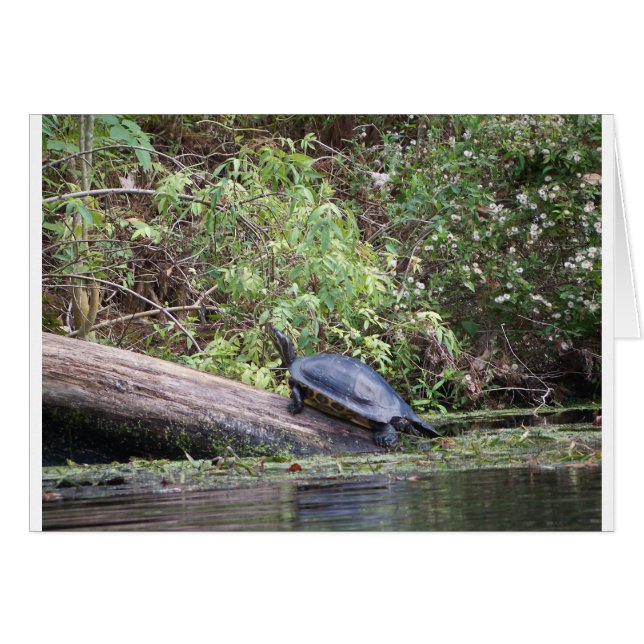 Rivierschildpad (Voorkant Horizontaal)