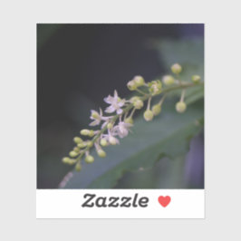 Rivina humilis sticker