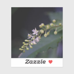 Rivina humilis sticker