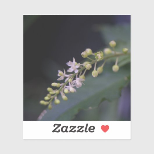 Rivina humilis sticker (Vel)