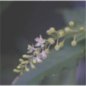 Rivina humilis sticker (Voorkant)