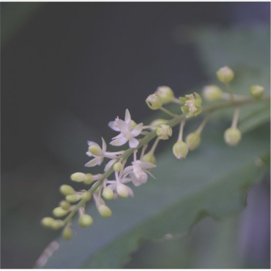 Rivina humilis sticker (Voorkant)