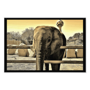 Riyadh Zoo Elephant Foto Afdruk